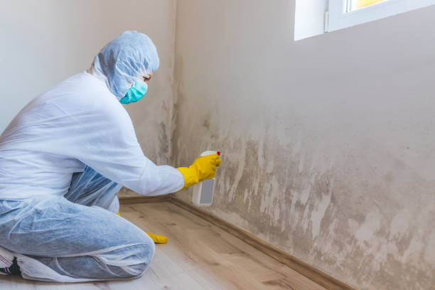 Licensed Basement Mold Removal service in Bloomington, IL - WQB Mold Removal