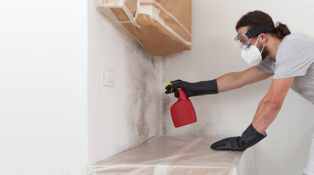 Professional Basement Mold Removal technician working in Bloomington, IL