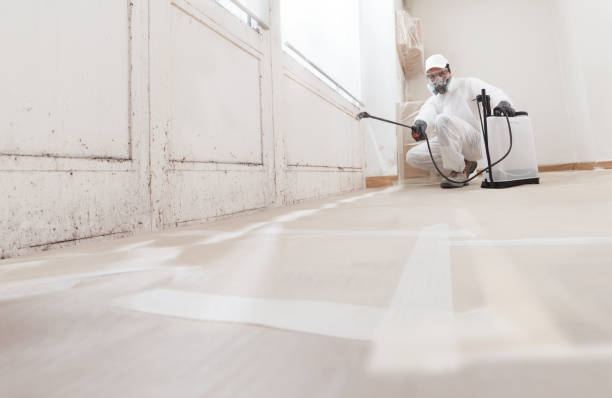 24/7 Emergency Basement Mold Removal experts in Bloomington, IL