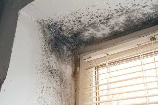 Affordable Basement Mold Removal solutions in Bloomington, IL