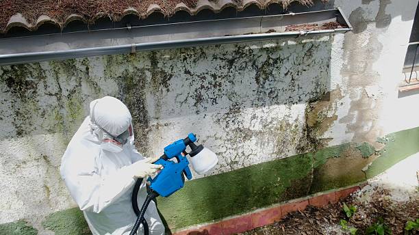 Top rated local Basement Mold Removal specialists in Bloomington, IL